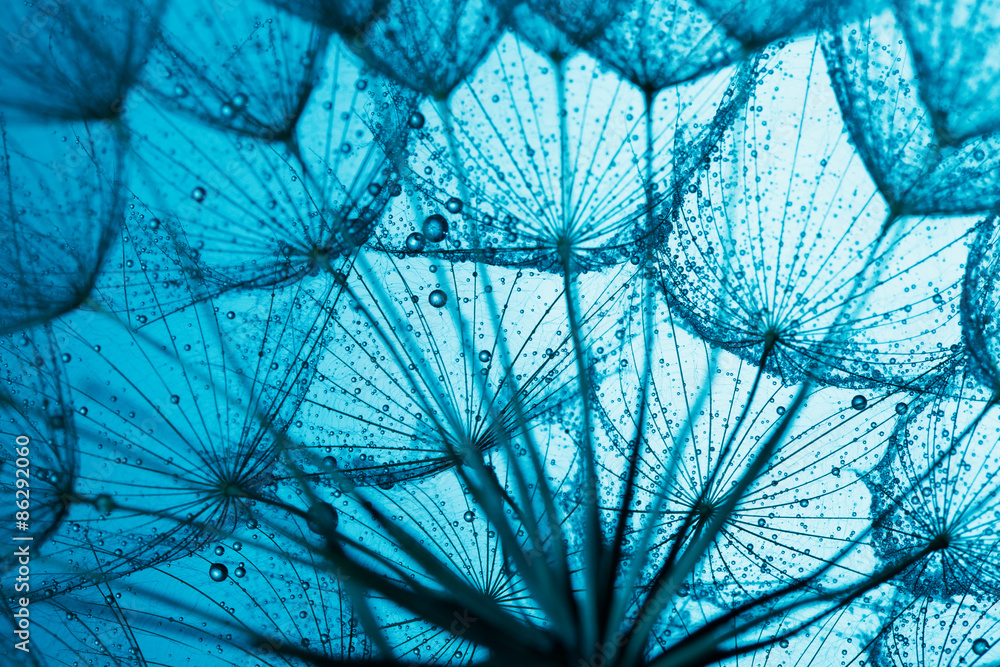 close up of dandelion on the blue background - obrazy, fototapety, plakaty 