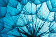 Leinwanddruck Bild - close up of dandelion on the blue background