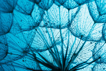 close up of dandelion on the blue background