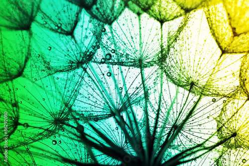 Fototapeta na wymiar close up of dandelion on the colorful background