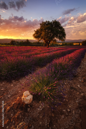 Naklejka na szybę Champ de lavandes en Luberon.