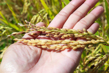 field of gold rice in hand