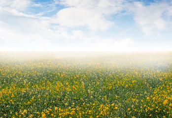 Wall Mural - Field with flowers