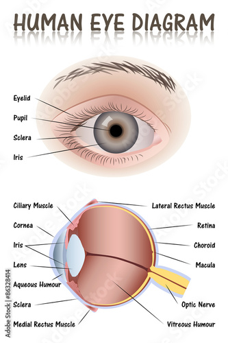 Naklejka na drzwi Human Eye Diagram