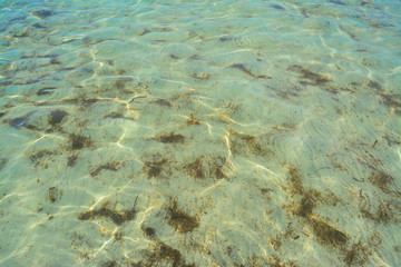 Wall Mural - clear water in Alghero shore