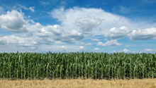 Agriculture, Green Corn Field With Beautiful Blue Sky And White Clouds