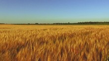 Aerial Footage: Flight Over The Wheat Field In Sunset