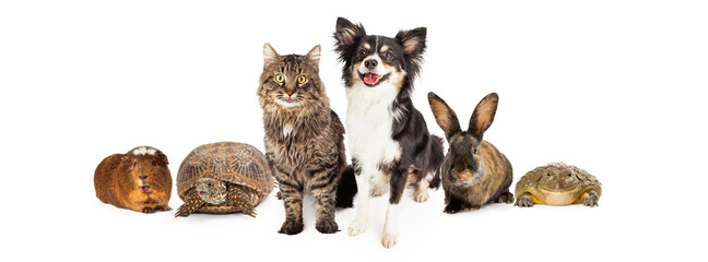 Wall Mural - Happy and Smiling Group of Pets