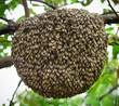 © sommai - Big swarm bee on tree