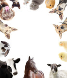 Fototapeta Zwierzęta - set of farm animals