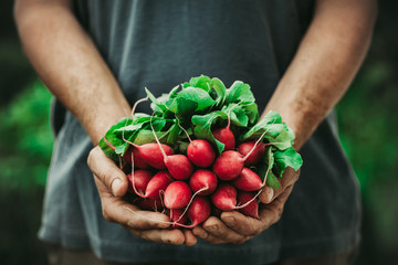 Canvas Print - Farmer with vegetables