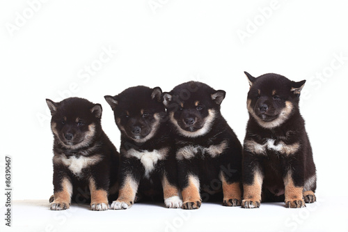 group of puppies on a white background © kichigin19