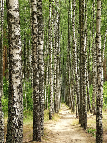 Naklejka dekoracyjna Morning pathway 