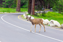 Deer Crossing The Street.