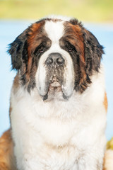 Wall Mural - Portrait of saint bernard dog