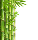 Fototapeta Sypialnia - Green bamboo grove isolated on white background