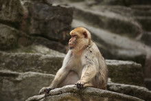 Barbary Macaque (Macaca Sylvanus).