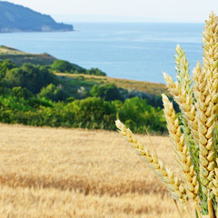 Ears of wheat against the background of a wheat field and sea