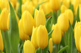 Fototapeta Tulipany - colorful tulips, tulips in garden