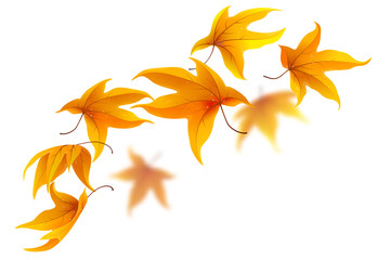Wall Mural - falling autumn maple leaves on white background, vector illustration