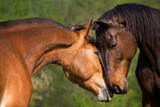 Fototapeta Konie - Horse love
