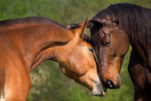 Plakat Miłość konia