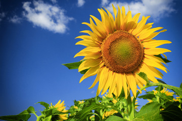 Fotomurales - sunflower field and sky