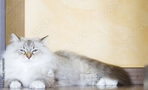 Long Haired Cats White Siberian Breed Neva Masquerade Version