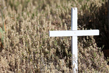 Single White Wooden Cross Surrounded By Dry Weeds At An Overgrown Cemetery