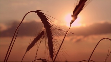 Canvas Print - Ear of wheat at sunset