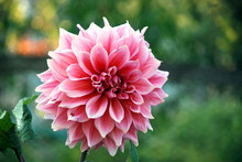 Pink And White Dahlia Flower