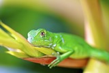 Fototapeta Zwierzęta - Green Lizard Macro