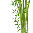 Green bamboo stems with leaves isolated on white background