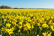 field of bright yellow daffodils