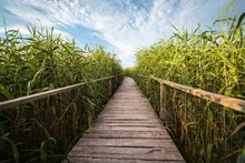 Wooden Path Trough The Reed