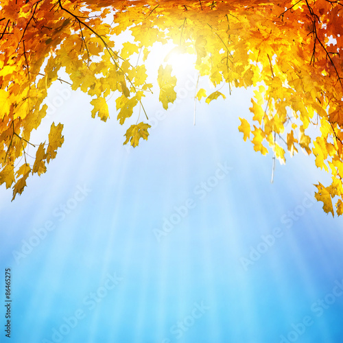 Foto-Schmutzfangmatte - Golden, yellow and orange leaves (von Pavlo Vakhrushev)