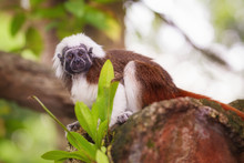 Tamarin Cotton Top Monkey Sitting In A Tree.
