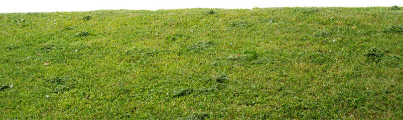 Green grass on white