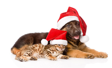 Poster - cat and dog with red hat. focus on cat. isolated on white backgr