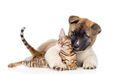 Akita inu puppy dog hugs bengal kitten. isolated on white backgr