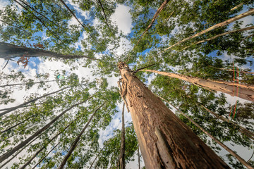 eucalyptus tree against sky with the sun light