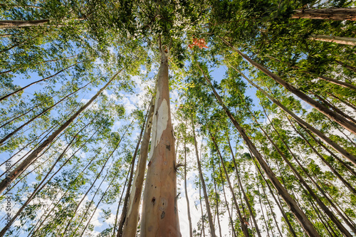 Fotografia, Obraz Eucalyptus tree against sky with the sun light