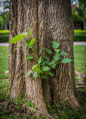 Young plant growing on tree, blurry soft focus