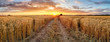 Leinwandbild Motiv Wheat field at sunset, panorama