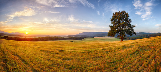 Poster - Tree on nature panorama landcape