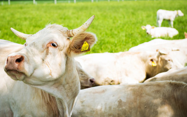 Bulls and cows on the field