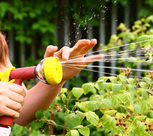 Shower Nozzle On The Hose Watering Raspberry Bushes