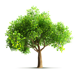 maple tree