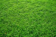 Green Texture Of Grass Lawn