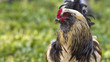 Portrait of a rooster with room for text